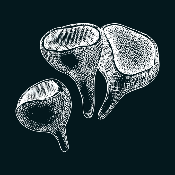 Scarlet elf cup mushroom sketch. Weird fungus illustration in vintage style. Hand-drawn forest plant. Scarlet cap - exotic mushroom drawing on chalkboard